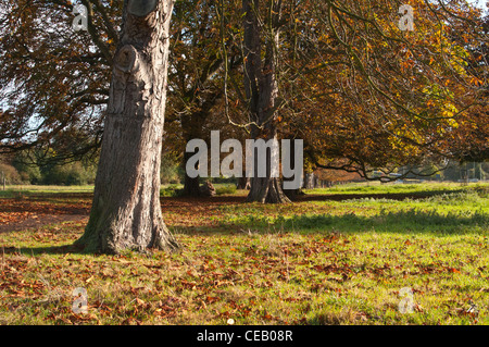 Bahnhof Moor Conker Bäume in ihre Herbstfärbung, Hemel Hempstead, Hertfordshire, England, UK. Stockfoto