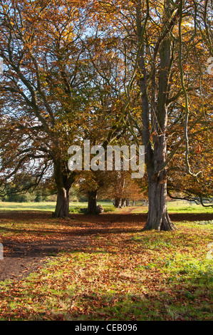 Bahnhof Moor Conker Bäume in ihre Herbstfärbung, Hemel Hempstead, Hertfordshire, England, UK. Stockfoto