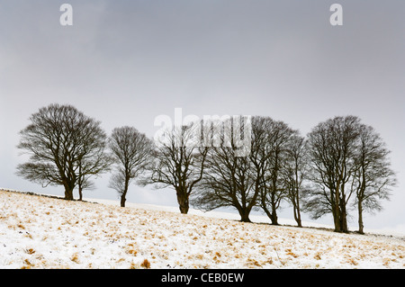 Buche Bäume stehen in einem Feld in North Hill im frischen Schnee in der Nähe von Priddy auf der Mendip Hills in Somerset, England. Stockfoto