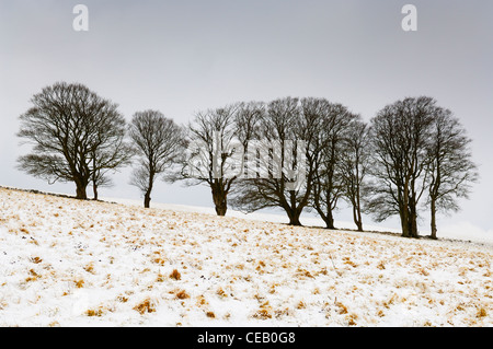 Buche Bäume stehen in einem Feld in North Hill im frischen Schnee in der Nähe von priddy auf die Mendip Hills, Somerset an einem bewölkten Winter. Stockfoto