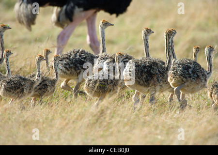 Eine Brut von Strauß Struthio Camelus, Küken mit männlichen Strauß im Hintergrund stehen. Masai Mara, Kenia. Stockfoto