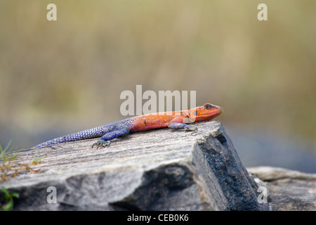 Rothaarige Agama Eidechse, Agama Agama, auf einem Felsen sitzen. Masai Mara, Kenia. Stockfoto