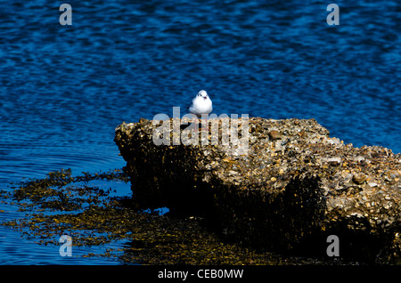 Solent Weg Fußweg Lymington Hampshire Stockfoto