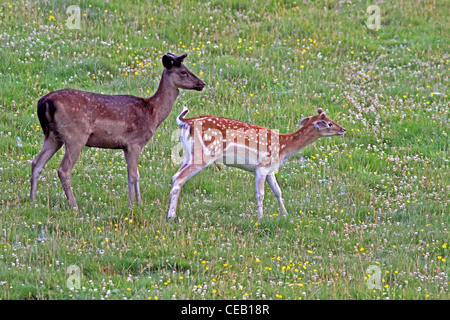 Young, Damhirsch (Dama Dama) Dollar, in Wiese Stockfoto