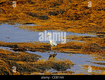 Graue Reiher (Ardea Cinerea) auf küstennahen Becken mit niedrigen Gezeiten. Stockfoto