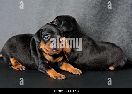 Zwergpinscher Welpen, 3 Wochen alt, vor schwarzem Hintergrund liegen Stockfoto