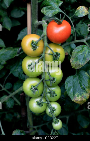 3458. Tomaten (Moneymaker), Kent, UK Stockfoto