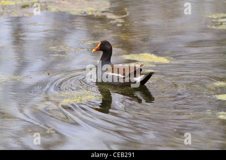 Teichhühner, Gallinula Chloropus, im Winterkleid Stockfoto