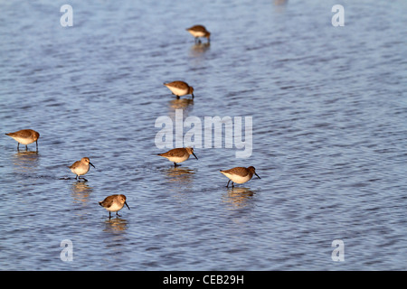 Alpenstrandläufer Calidris Alpina. Alpenstrandläufer auf Nahrungssuche im seichten Wasser aus der Nord-Anlegestelle auf der Bolivar Peninsula, Texas. Stockfoto