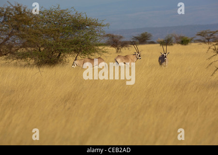 Beisa Oryx (Oryx Beisa). Awash Nationalpark. Äthiopien. Stockfoto