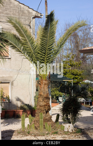 Palmsonntag Palmae Palmaceae Palme wächst in einem Quadrat in Rom Italien Stockfoto