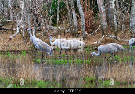 Kraniche, Grus Canadensis Fütterung im Sumpf Brazoria National Wildlife Refuge, Texas. GEMA-FREI Stockfoto