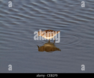 Wenigsten Sandpiper, Calidris Minutilla, Fütterung in den Untiefen in der Nähe der Nord-Anlegestelle der Bolivar Peninsula, Texas Stockfoto