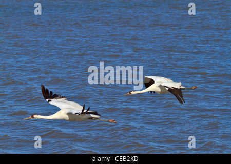 Keuchhusten-Krane, Grus Americana, während des Fluges im Aransas National Wildlife Refuge, Golfküste, Texas. Stockfoto