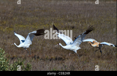 Keuchhusten-Krane, Grus Americana, Eltern und Küken im Aransas National Wildlife Refuge, Golfküste, Texas. Stockfoto