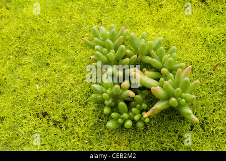 Fetthenne (Sedum Album) wächst auf einem Teppich von Moos Stockfoto