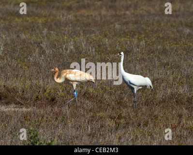 Keuchhusten-Kräne, Grus Americana, Eltern und Küken im Aransas National Wildlife Refuge, Golfküste, Texas Stockfoto