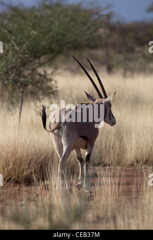 Beisa Oryx (Oryx Beisa). Awash Nationalpark. Äthiopien. Stockfoto