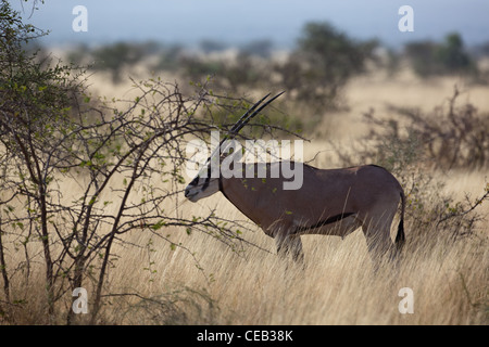 Beisa Oryx (Oryx beisa). Abendlicht. Awash National Park. Äthiopien. Stockfoto