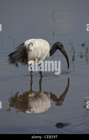 Heiliger Ibis (Threskiornis aethiopicus). Fütterung. Äthiopien. Stockfoto