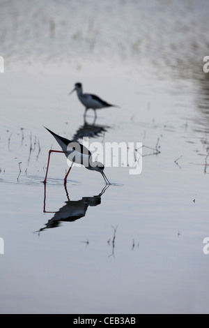 Stelzenläufer (Himantopus Himantopus). Fütterung in den Untiefen des Sees Ziway, Äthiopien. Stockfoto