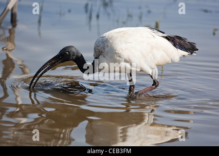 Heiliger Ibis (Threskiornis aethiopicus). Fütterung. Äthiopien. Stockfoto