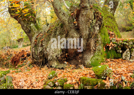 Stamm der Edelkastanie (Castanea Sativa) Stockfoto