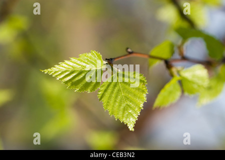 Frühling in Details, Blätter, Samen, Blumen Stockfoto