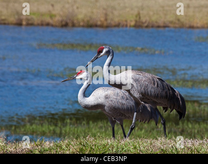 Florida Kraniche Grus Canadensis Pratensis, Florida, USA Stockfoto