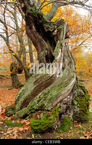 Stamm der Edelkastanie (Castanea Sativa) Stockfoto
