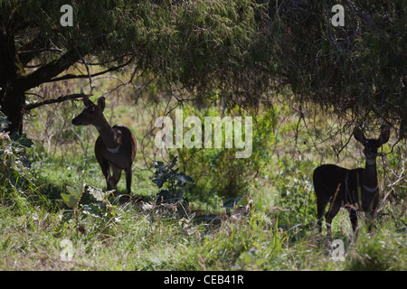 Berg-Nyala (Tragelaphus Buxtoni). Weibchen suchen Schatten mittags. Mountains National Park. Äthiopien. Stockfoto