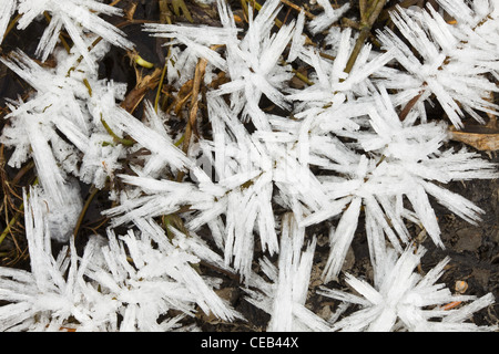 Nahaufnahme der Raureif wächst auf einem vor kurzem zugefrorenen Teich im frühen Winter im Chugach State Park in der Nähe von Eagle River, Alaska. Stockfoto