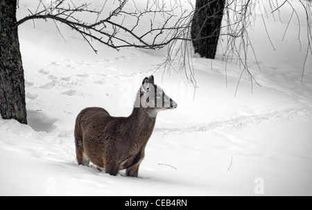 ein Hirsch steht im Tiefschnee Stockfoto