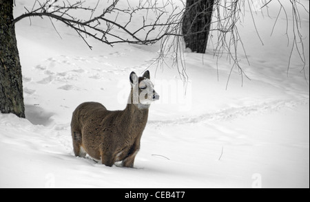 ein Hirsch steht im Tiefschnee Stockfoto