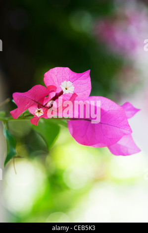 Bougainvillea Californica. Große bougainvillea Kleine weiße Blüten und violetten Hochblätter. Andhra Pradesh, Indien Stockfoto