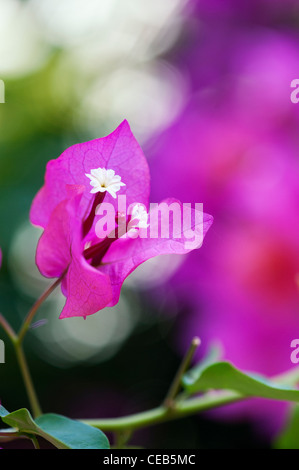 Bougainvillea Californica. Große bougainvillea Kleine weiße Blüten und violetten Hochblätter. Andhra Pradesh, Indien Stockfoto