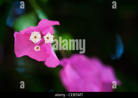 Bougainvillea Californica. Große bougainvillea Kleine weiße Blüten und violetten Hochblätter. Andhra Pradesh, Indien Stockfoto