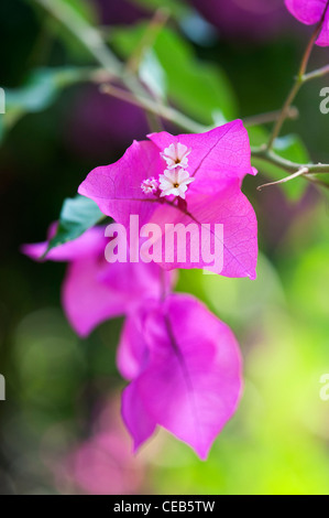 Bougainvillea Californica. Große bougainvillea Kleine weiße Blüten und violetten Hochblätter. Andhra Pradesh, Indien Stockfoto