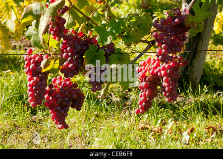 Trauben hängen auf einer Weinrebe Alsace kurz vor der Ernte in Frankreich Stockfoto