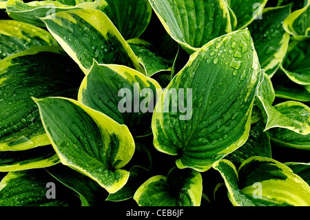 Regentropfen auf Hostas Stockfoto