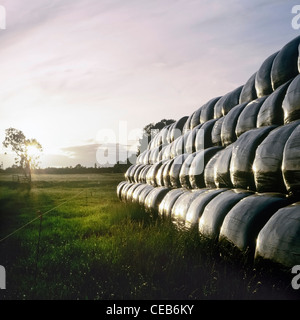Heuballen in Plastiktüten in einem Feld auf einem Bauernhof Stockfoto