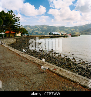 Akaroa Harbour Banks Peninsula Südinsel Neuseeland Stockfoto