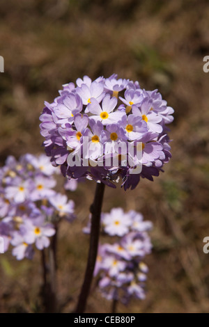 Primula Verbreitungsgebiet, Drumstick oder Himalayan Primrose, Wildblumen, Arunachal Pradesh, Indien Stockfoto