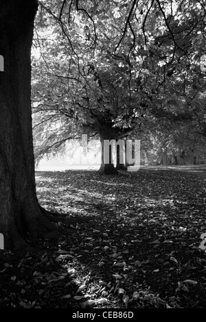 Eine Allee von Bäumen im Herbst Stockfoto