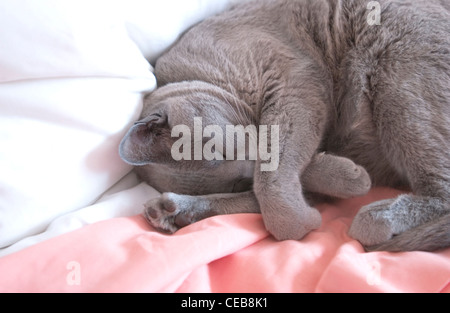 Blaue burmesische schlafende Katze Stockfoto