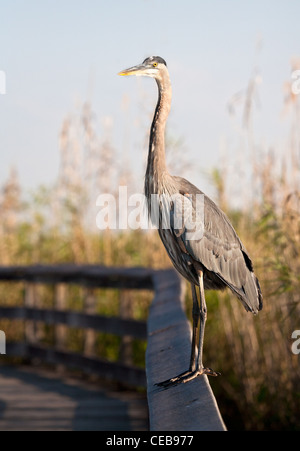 Great Blue Heron steht am Geländer entlang Weg durch die Everglades Stockfoto