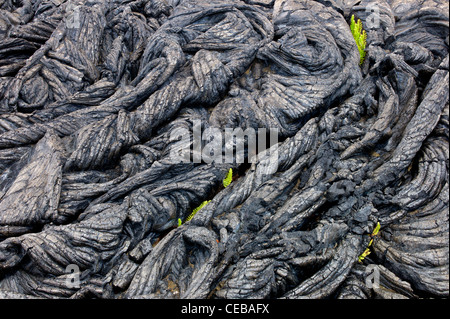 Pahoehoe Lava und Farne Hawaii Volcanoes National Park, The Big Island. Stockfoto