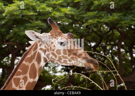 Netzartige Giraffe, Giraffe Giraffa reticulata Stockfoto