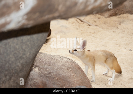 Fennec Fuchs Vulpes zerda Stockfoto