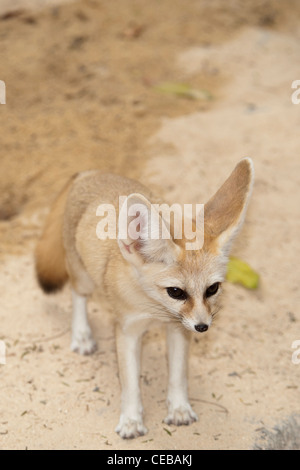 Fennec Fuchs Vulpes zerda Stockfoto